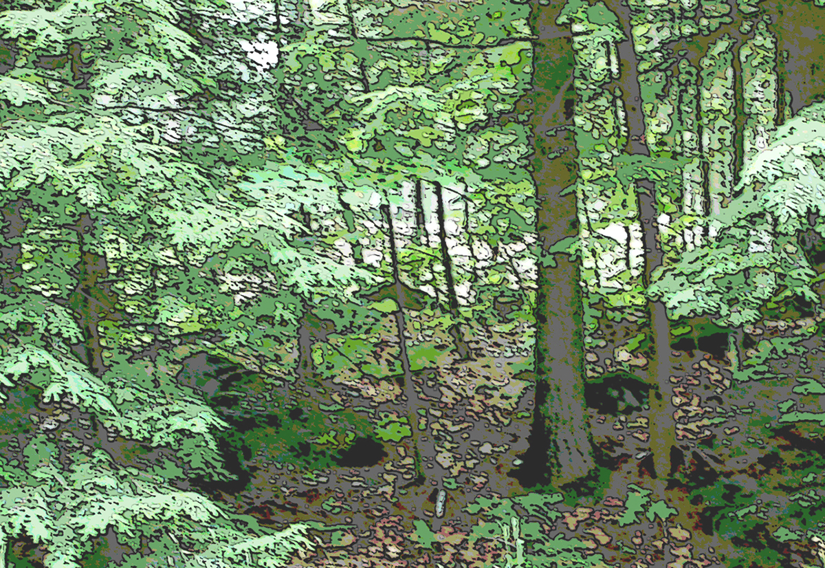 forest view3 crop