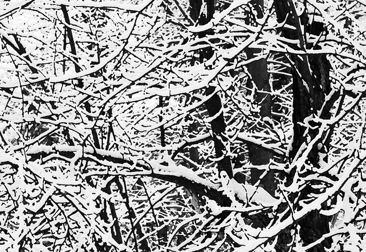 snowy woods1 crop