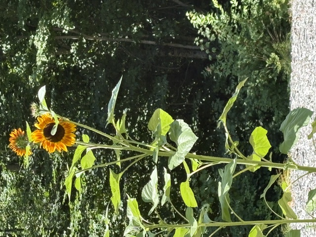 Sunflowers